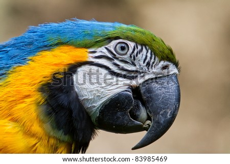parrot close up