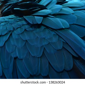 Parrot .Close Up Of Blue Macaw Feathers