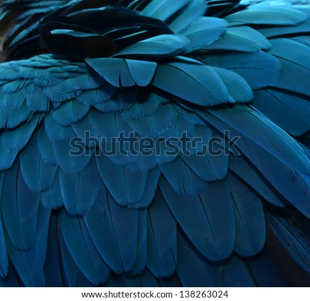 Parrot .Close up of Blue Macaw Feathers
