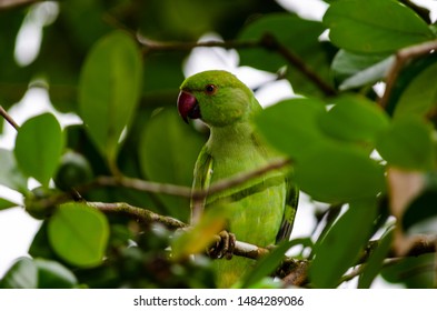 Parrot close up in a tree - Shutterstock ID 1484289086