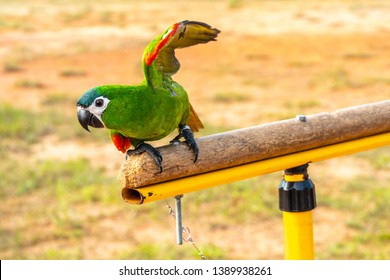 Parrot with close up view