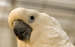 Parrot Cockatoo, Cacatua Alba, White Parrot Closeup.