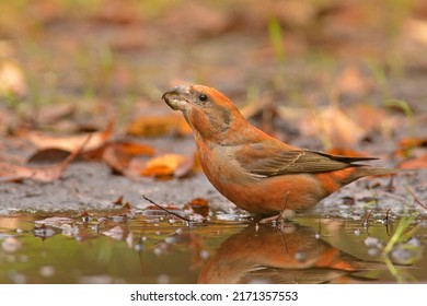 The Parrot Crossbill (Loxia Pytyopsittacus)