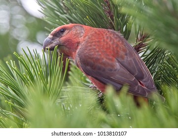 Parrot Crossbill (Loxia Pytyopsittacus), Male, Shetland, Scotland, UK.