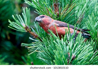 Parrot Crossbill (Loxia Pytyopsittacus), Male, Shetland, Scotland, UK.