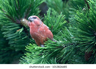 Parrot Crossbill (Loxia Pytyopsittacus), Male, Shetland, Scotland, UK.