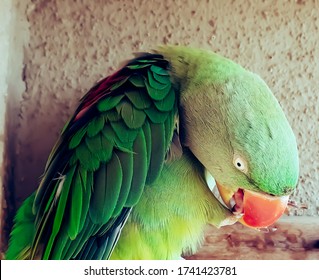 Parrot Dramatic Wings Open Feet Licking