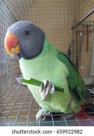 59 Parrot eating guava Images, Stock Photos & Vectors | Shutterstock