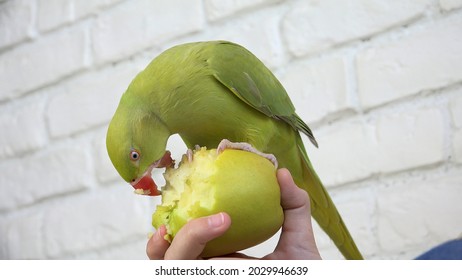 Parrot Eating Apple, Alexandrine Parakeet Bird Eats Fruits, Child, Kid Feeding her Pet 