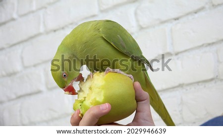 Parrot Eating Apple, Alexandrine Parakeet Bird Eats Fruits, Child, Kid Feeding her Pet 