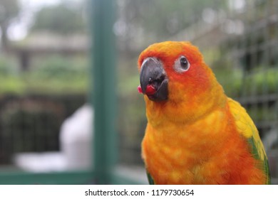 Parrot Eating Fruit