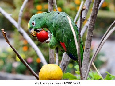 Parrot Eating Fruit