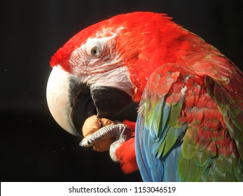 Parrot Eating Nut Stock Photo 1153046519 | Shutterstock