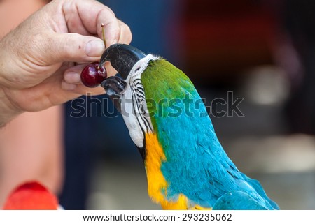 Parrot eating a red cherry
