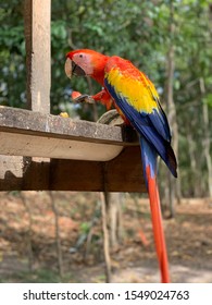 Parrot Eating Watermelon - Copán, Honduras Temple Ruins