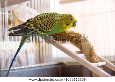 Parrot eats from dry ear grass. Cute green budgie sits in birdcage and pecks