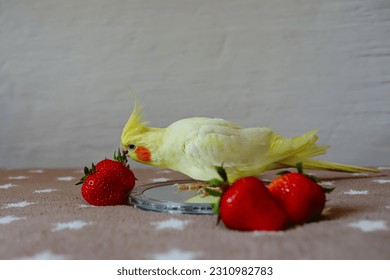 
				parrot eats strawberries.Cute cockatiel.Home pet parrot.Beautiful photo of a bird.Ornithology.Funny parrot.Cockatiel parrot.
				Home pet yellow bird.Beautiful feathers.Love for animals.
				looking.bird.