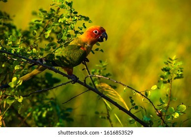 Parrot eats water in the lawn while training to fly