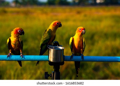Parrot eats water in the lawn while training to fly