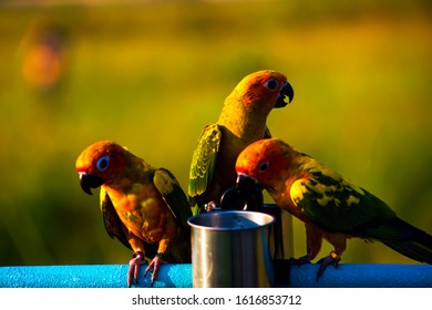 Parrot eats water in the lawn while training to fly