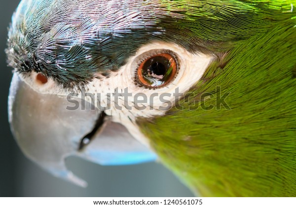 Parrot Eyes Close Stock Photo Edit Now 1240561075