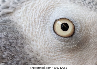 Parrot Eyes Detail On The Macro