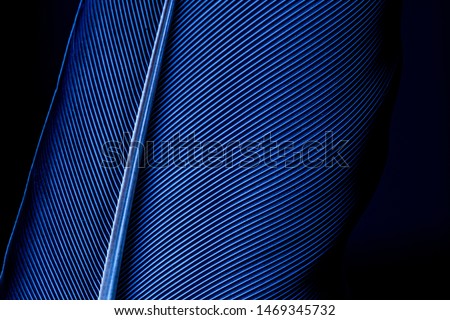Parrot feather macro texture,Blue macro feather,Feather, Animal, Bird, UK, Macaw,Blue and Purple Feathers