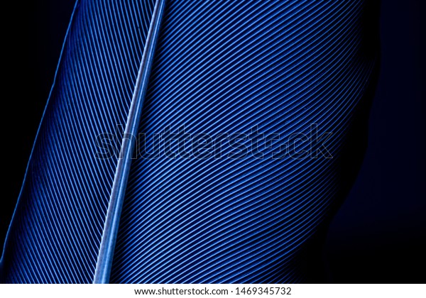 Parrot feather macro\
texture,Blue macro feather,Feather, Animal, Bird, UK, Macaw,Blue\
and Purple Feathers