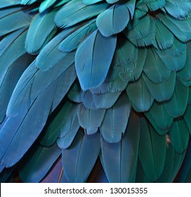 Parrot Feathers