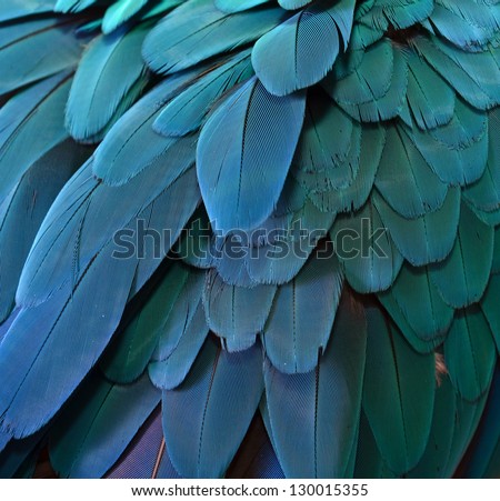 Parrot Feathers