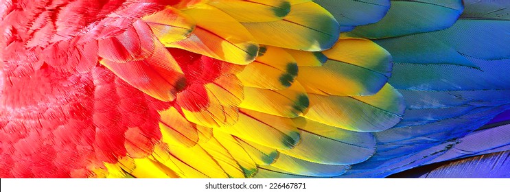 Parrot feathers, red, yellow and blue exotic texture - Powered by Shutterstock