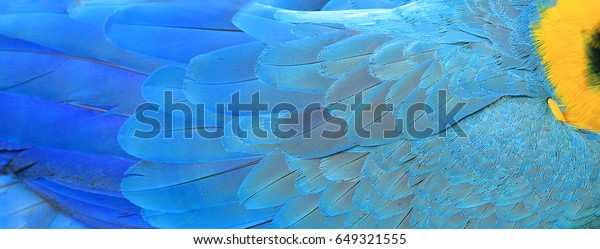 Parrot feathers yellow and blue exotic texture wallpaper mural