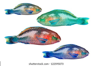 13,450 Parrot Fish. Images, Stock Photos & Vectors | Shutterstock