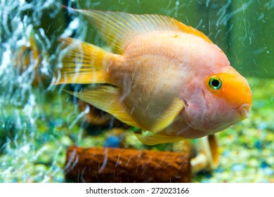 Parrot Fish Among Air Bubbles Closeup Stock Photo (Edit Now) 272023166