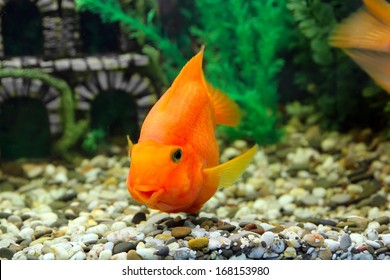 Parrot Fish Aquarium Stock Photo 168153980 | Shutterstock