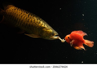 Parrot fish and Arowana fish eat shrimp
