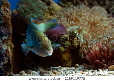 Parrot fish in the coral reef