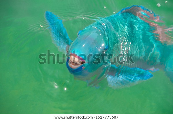 Parrot Fish Portrait Close Big Teeth Stock Photo Edit Now 1527773687