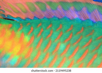 Parrot fish skin details, close up , Tropical Fish 