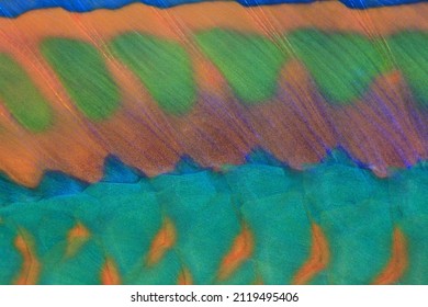 Parrot Fish Skin Details , Close Up , Tropical Fish 