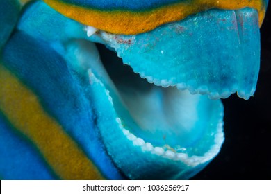 Parrot Fish Teeth