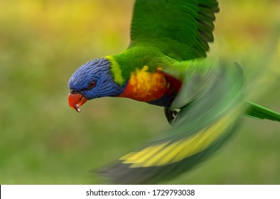 Parrot In Flight - Rainbow Lorikeet Flying Through The Air