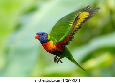 Parrot In Flight - Rainbow Lorikeet Flying Through The Air