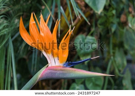 A parrot flower is blossoning