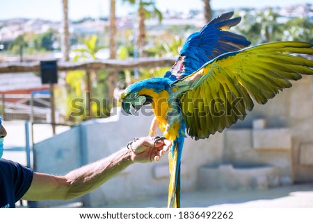 Parrot flying about to get perched on his caretaker hand. The hand of a man who is catching a big parrot.
