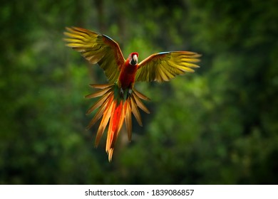 Parrot flying in dark green vegetation. Macaw rare form Ara macao x Ara ambigua, in tropical forest, Costa Rica. Red hybrid fly parrot in forest. Wildlife in tropic forest. - Shutterstock ID 1839086857