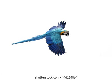 Parrot Flying On White Background