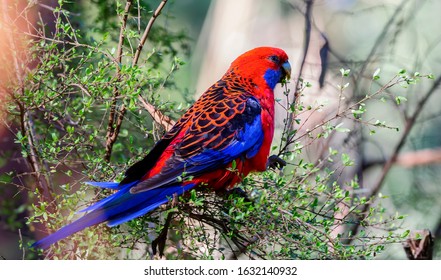 Modsige inflation højttaler Australian Parrots Images, Stock Photos & Vectors | Shutterstock
