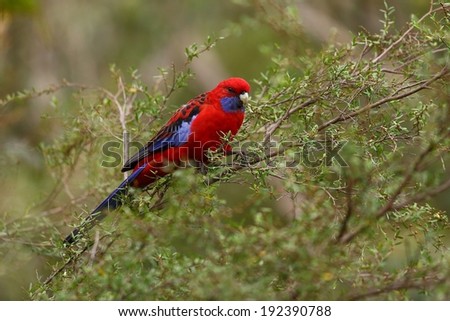 Parrot in the forest (Crimson Rosella)