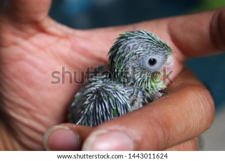 Similar – Image, Stock Photo Baby green Animal Pet Bird